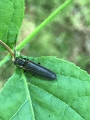 Denticollis denticornis