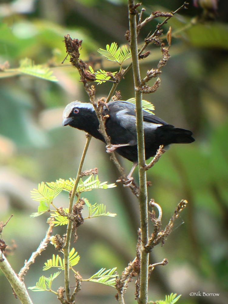 Pale-Fronted Nigrita