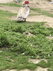 Cairina moschata domestica