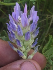 Astragalus laxmannii robustior