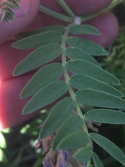 Astragalus laxmannii robustior