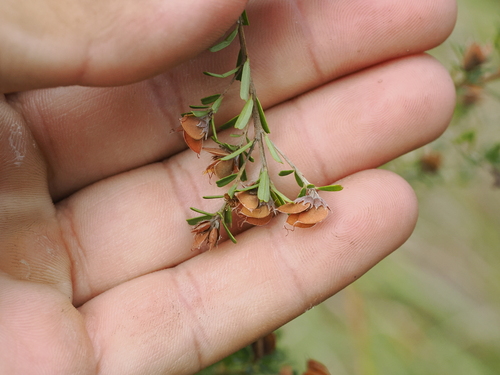 Image of Pultenaea retusa by (c) Lucas Christofides, some rights reserved (CC BY)