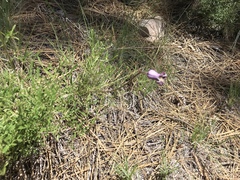 Clematis hirsutissima