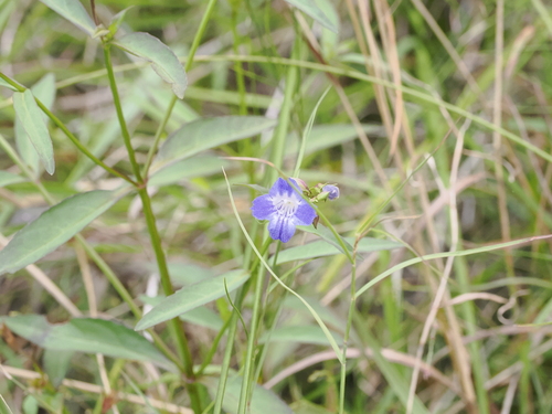 Image of Artanema fimbriatum by (c) Lucas Christofides, some rights reserved (CC BY)
