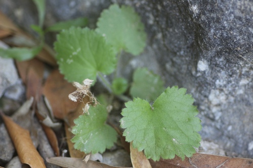 Roundleaf brookfoam (Boykinia rotundifolia)