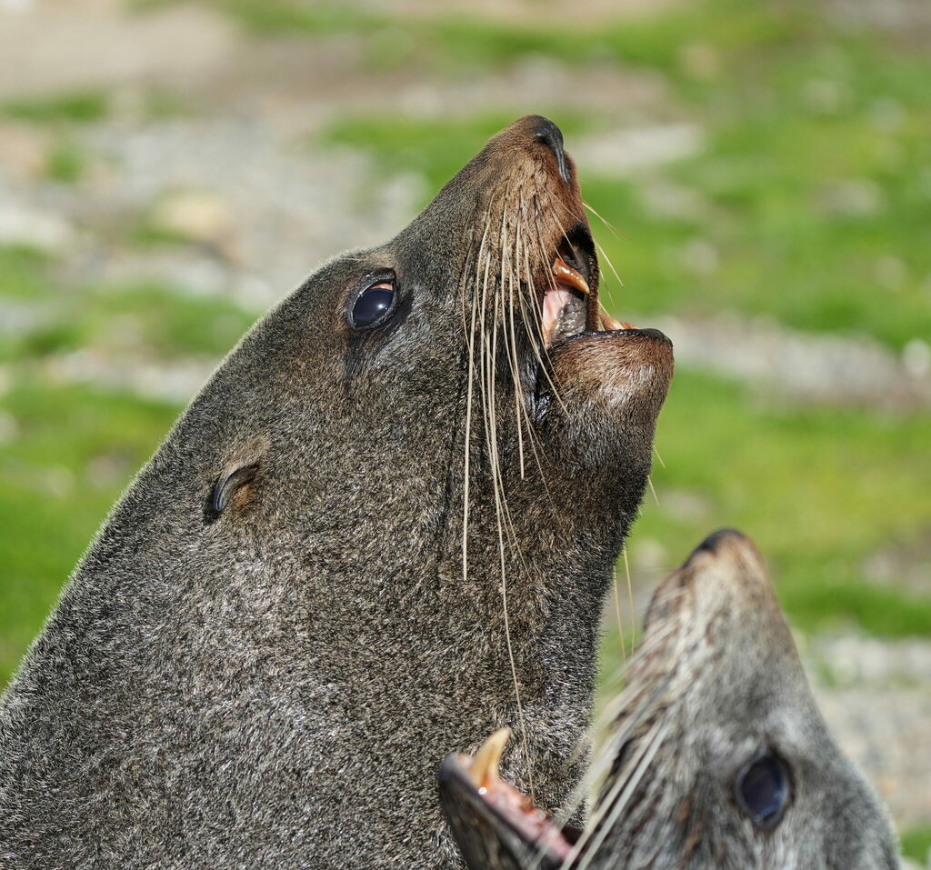 Close view of a New Zealand fur seal with its head raised and whiskers fanned out, another seal behind it