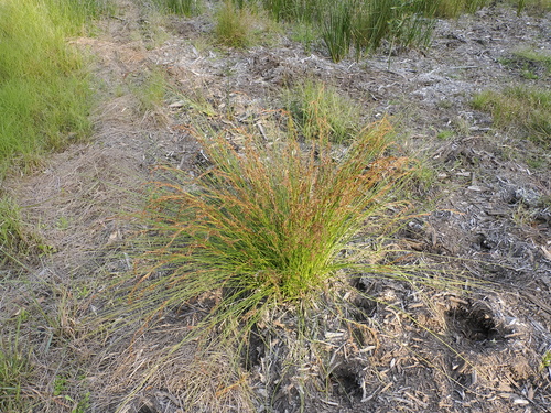 Image of Schoenus brevifolius by (c) Lucas Christofides, some rights reserved (CC BY)