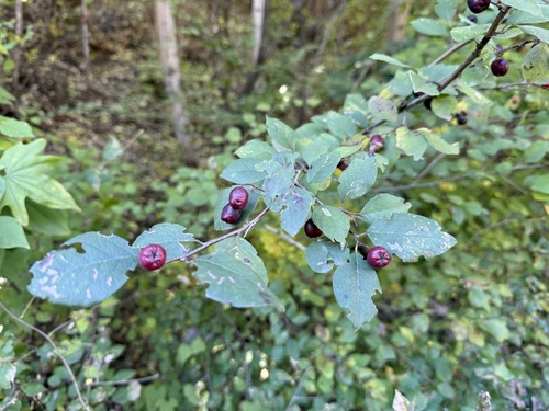 Cotoneaster multiflorus, photograph 5