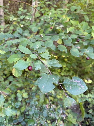 Cotoneaster multiflorus, photograph 6