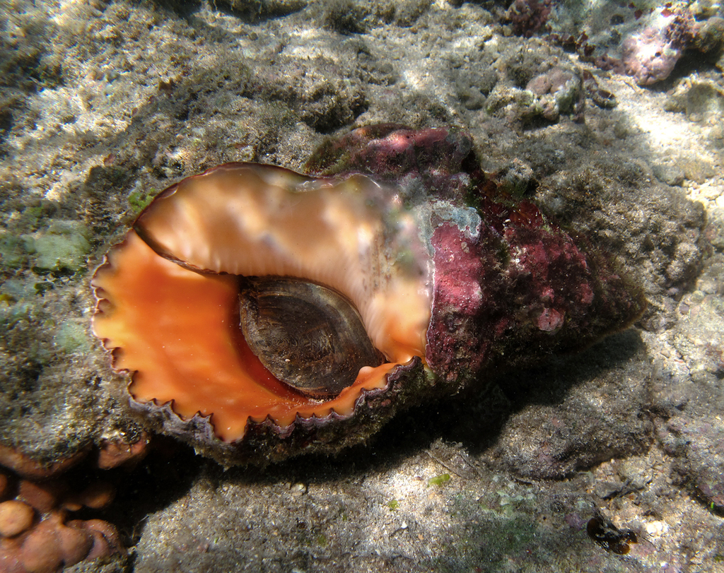 giant frogsnail
