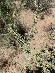 Sarcomphalus obtusifolius canescens