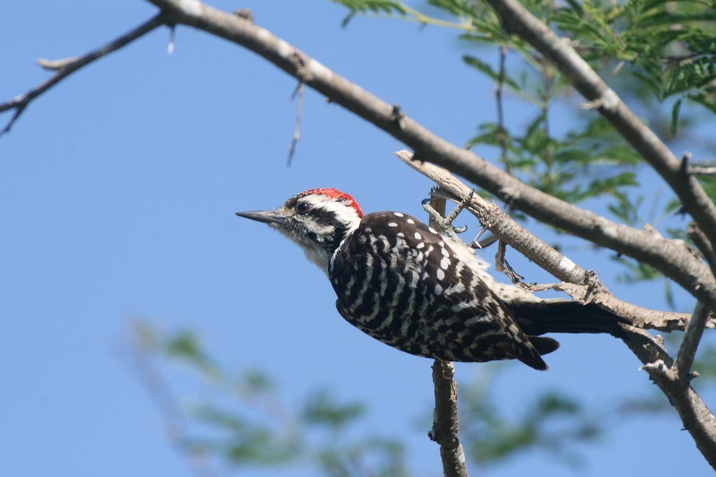 Ladder-backed Woodpecker