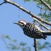 Ladder-backed Woodpecker (Tres Marías) - Photo (c) Juan Cruzado Cortés, some rights reserved (CC BY-SA), uploaded by Juan Cruzado Cortés