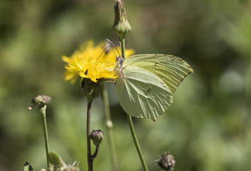 Gonepteryx maxima
