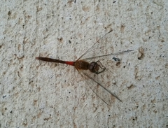 Sympetrum sanguineum