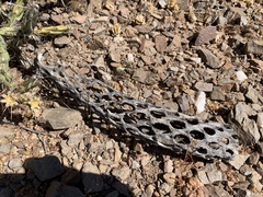 Cylindropuntia fulgida