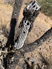 Cylindropuntia fulgida