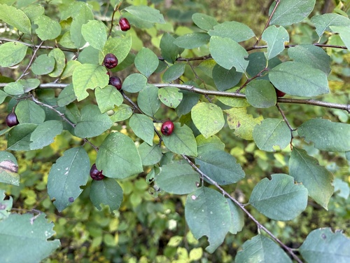 Image of Cotoneaster multiflorus by (c) Jane Charlen, some rights reserved (CC BY)