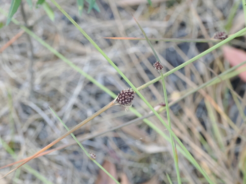 Image of Chorizandra cymbaria by (c) Lucas Christofides, some rights reserved (CC BY)