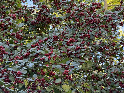 Many-flowered Cotoneaster (Cotoneaster multiflorus)