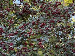 Cotoneaster multiflorus, photograph (c) Jane Charlen, some rights reserved (CC BY)