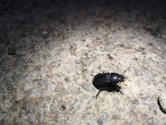 Dorcus
