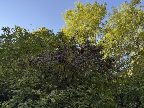 Image of Cotoneaster multiflorus by (c) Jane Charlen, some rights reserved (CC BY)