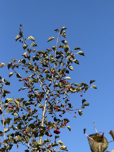 Image of Crataegus kansuensis by (c) Jane Charlen, some rights reserved (CC BY)