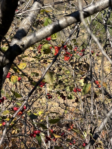 Image of Crataegus kansuensis by (c) Jane Charlen, some rights reserved (CC BY)