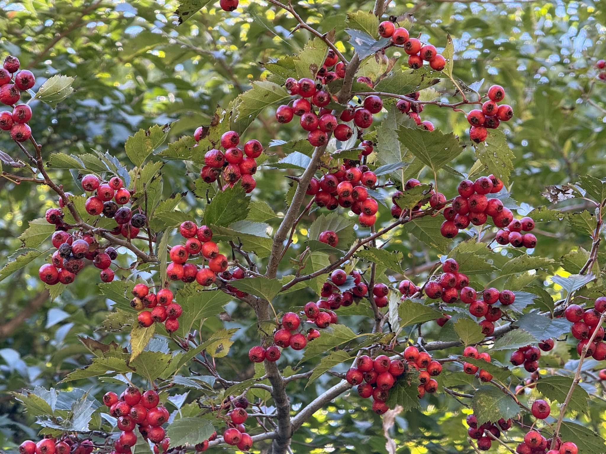 Crataegus kansuensis