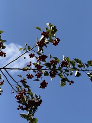 Crataegus kansuensis, photograph (c) Jane Charlen, some rights reserved (CC BY)