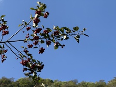 Crataegus kansuensis, photograph (c) Jane Charlen, some rights reserved (CC BY)