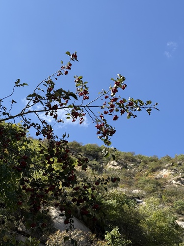 Crataegus kansuensis, photograph 3