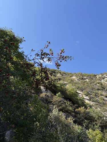 Image of Crataegus kansuensis by (c) Jane Charlen, some rights reserved (CC BY)