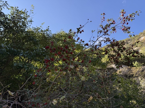 Image of Crataegus kansuensis by (c) Jane Charlen, some rights reserved (CC BY)