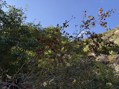 Crataegus kansuensis, photograph (c) Jane Charlen, some rights reserved (CC BY)