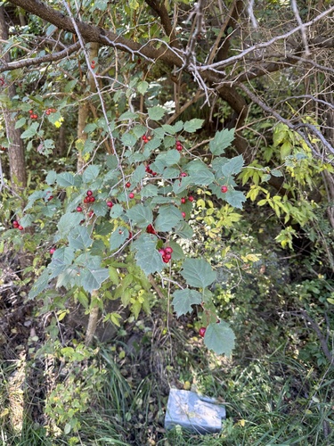Crataegus kansuensis, photograph 6