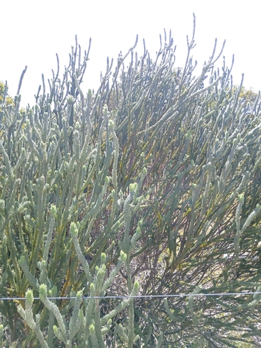 Image of Adenanthos cygnorum by (c) naturewatchwidow, some rights reserved (CC BY)
