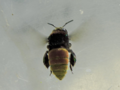 Eufriesea mexicana