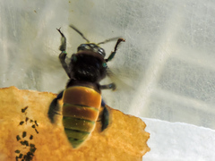 Eufriesea mexicana