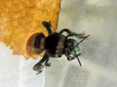 Eufriesea mexicana