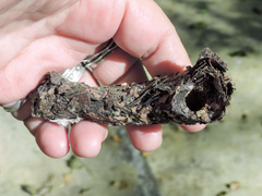 Eufriesea mexicana