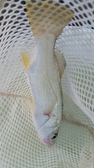 Cynoscion arenarius