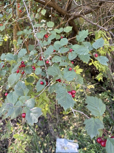 Image of Crataegus kansuensis by (c) Jane Charlen, some rights reserved (CC BY)