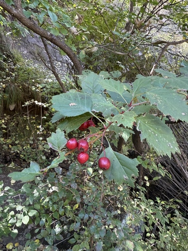 Image of Crataegus kansuensis by (c) Jane Charlen, some rights reserved (CC BY)