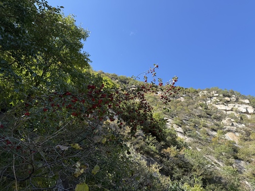 Image of Crataegus kansuensis by (c) Jane Charlen, some rights reserved (CC BY)