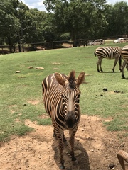 Equus zebra