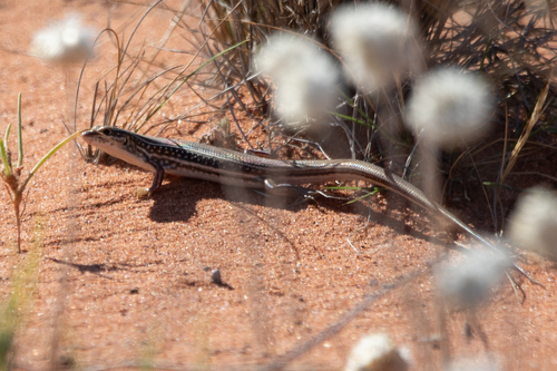 Pale-rumped Ctenotus
