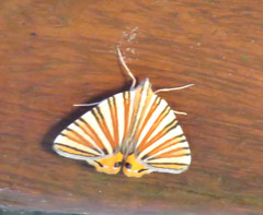 Pityeja histrionaria