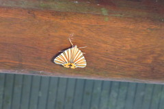 Pityeja histrionaria